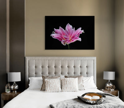 Showy Lily