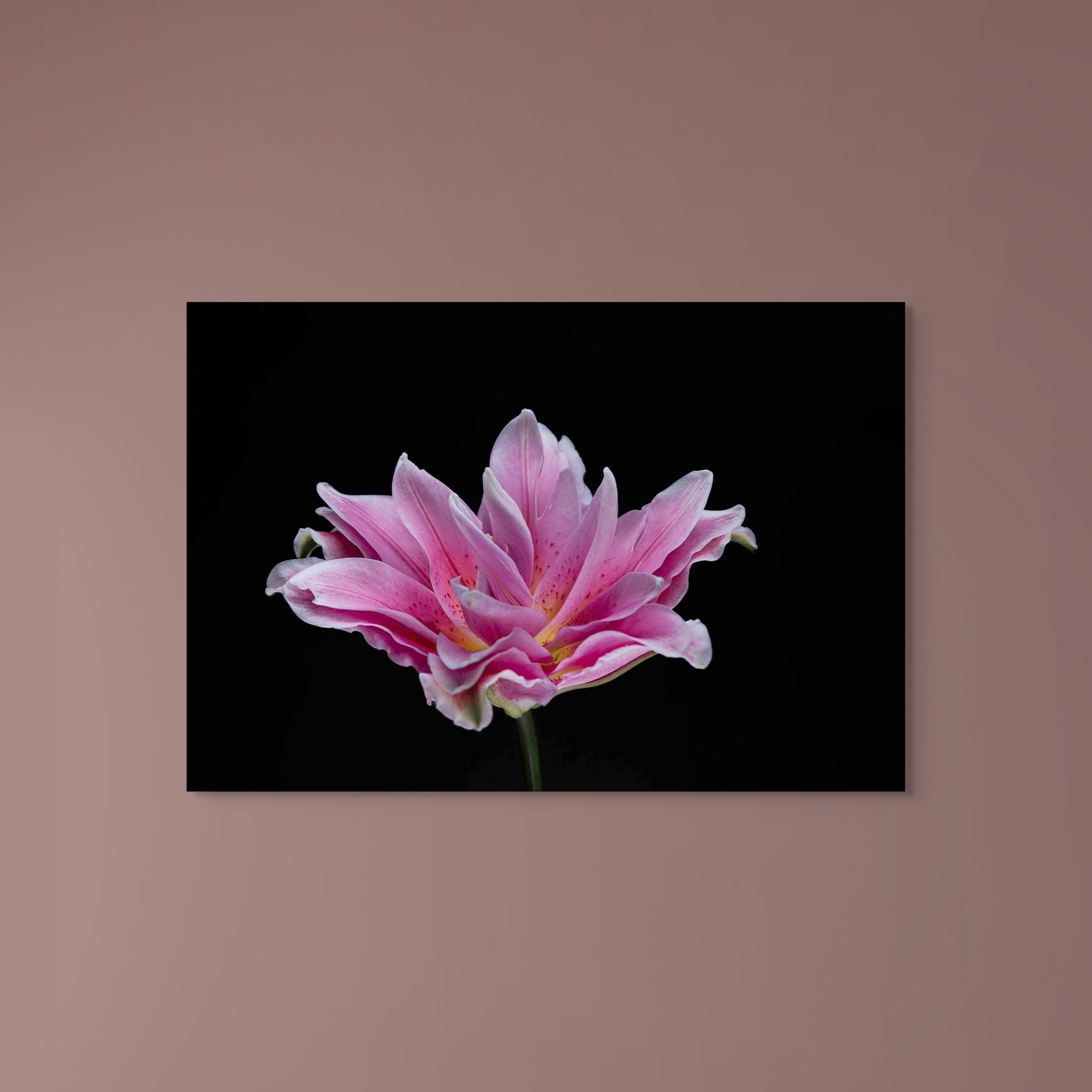 Showy Lily