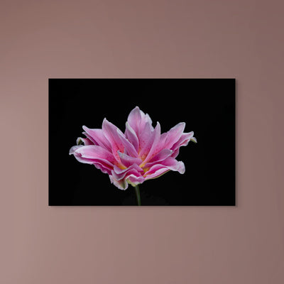 Showy Lily