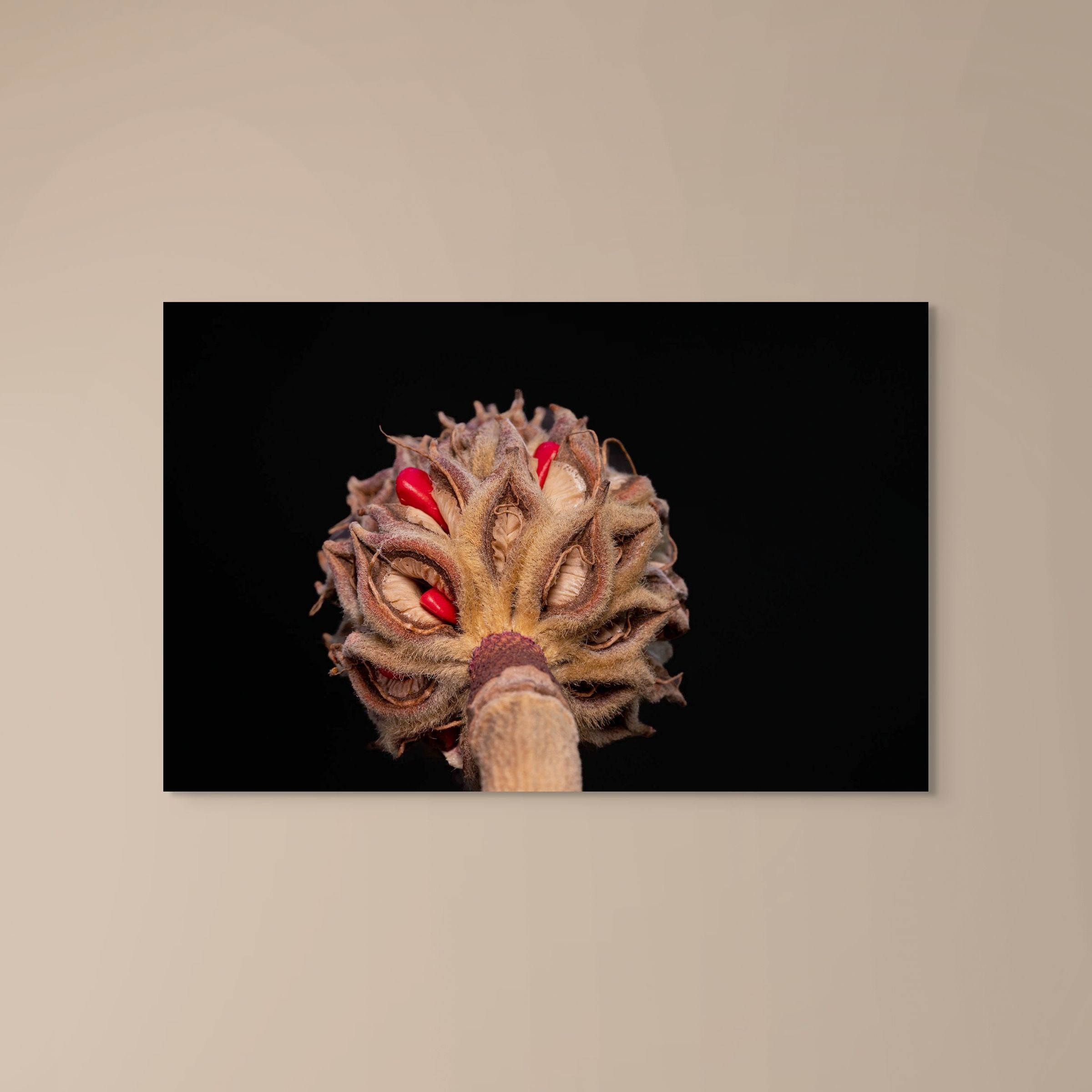 Magnolia Sprout