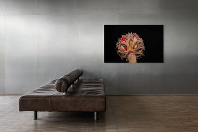 Magnolia Sprout