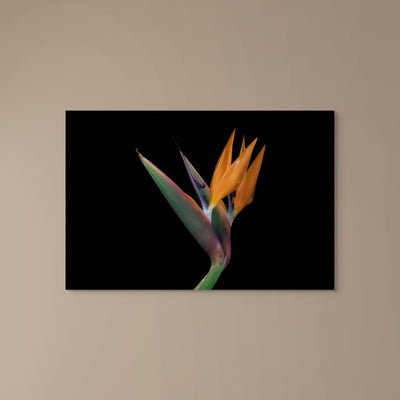Birds of Paradise