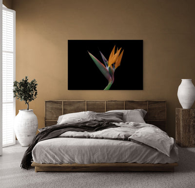 Birds of Paradise