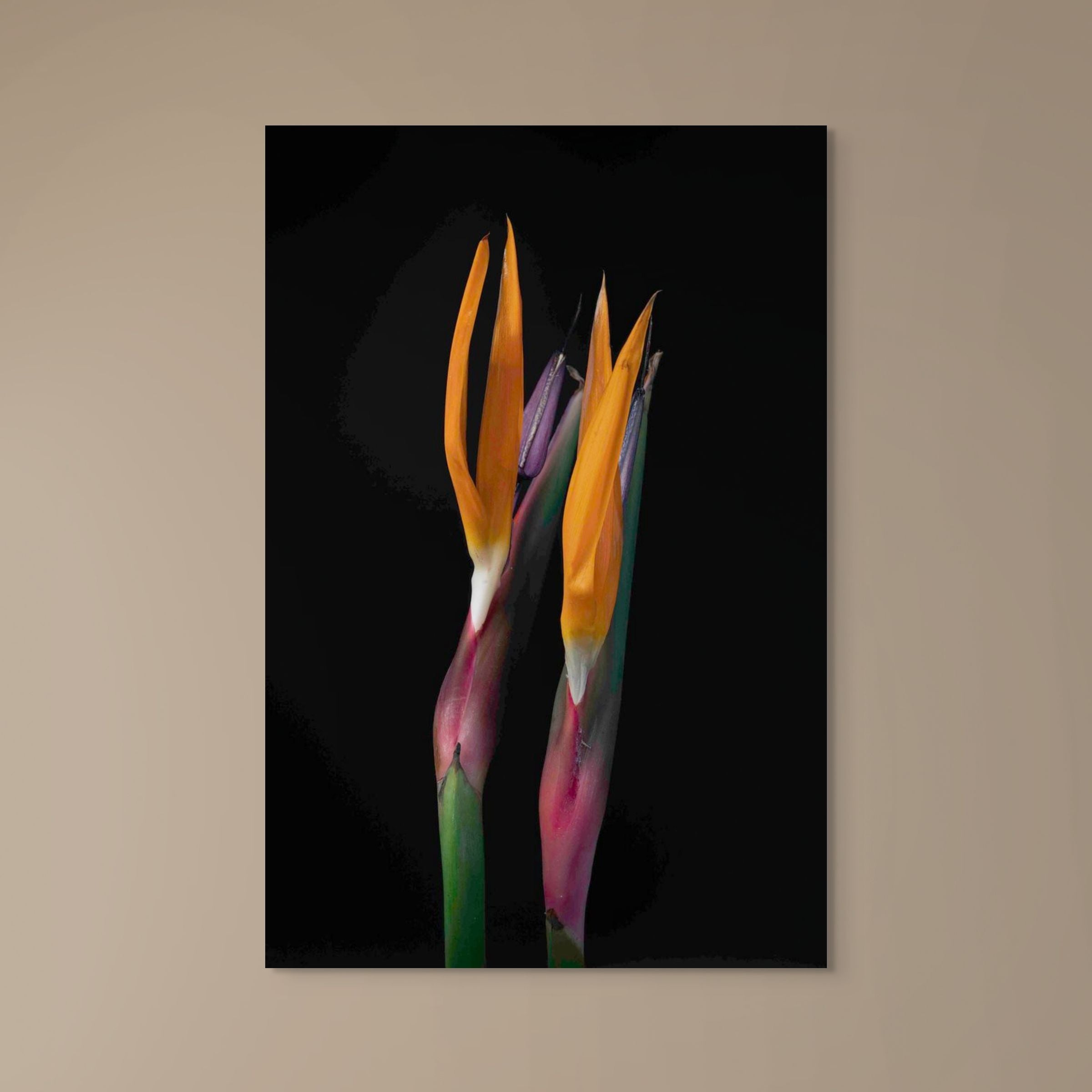 The Strilitzia Portrait