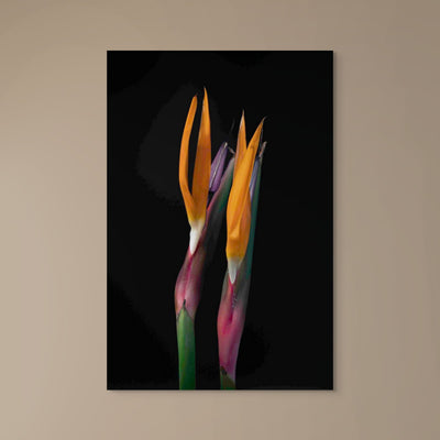 The Strilitzia Portrait