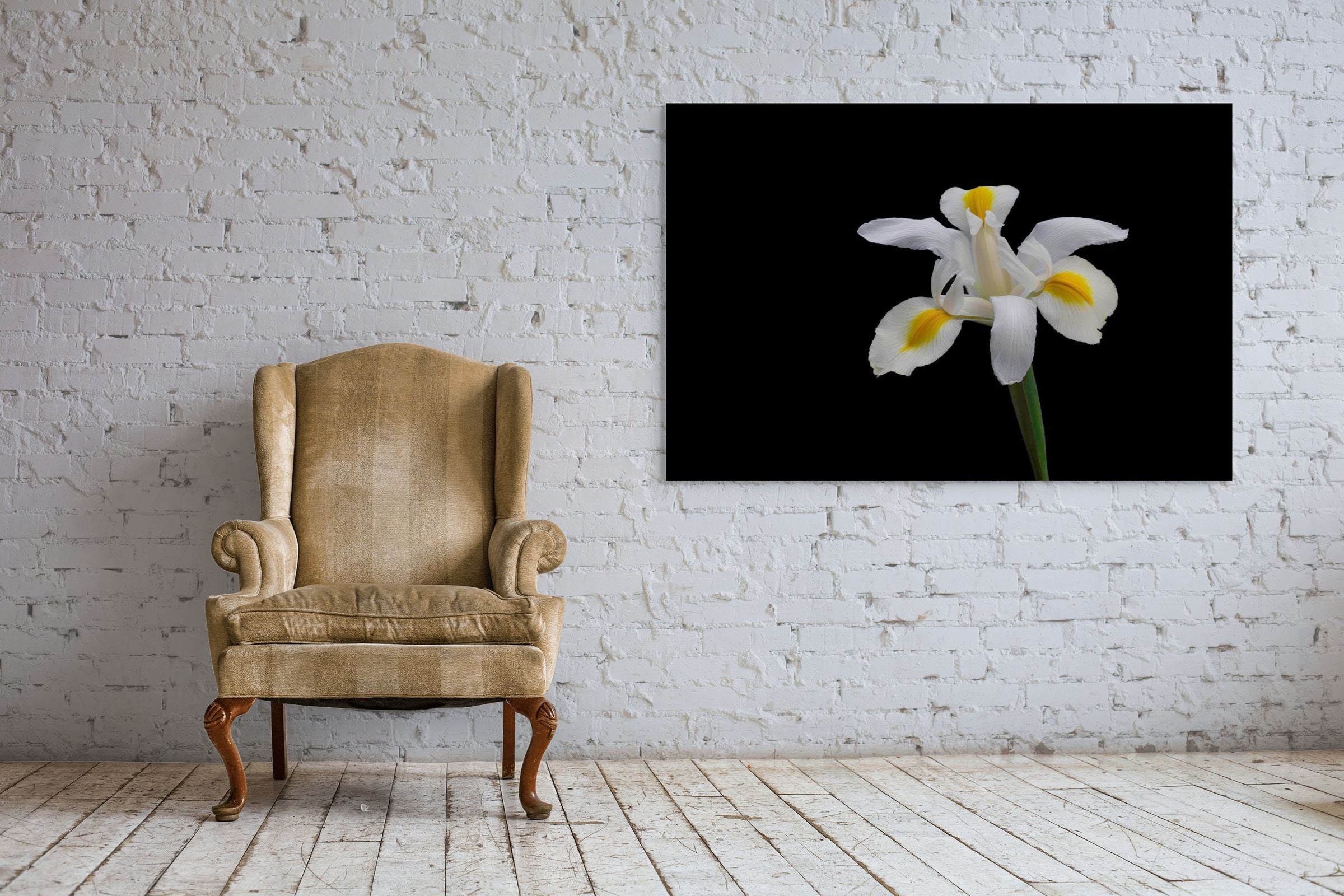 White Iris
