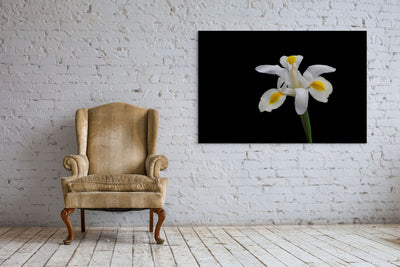 White Iris