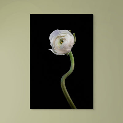 White Buttercup